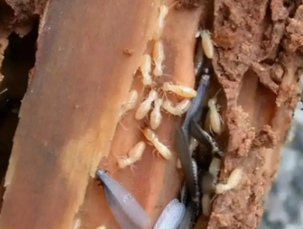 高邑白蚁防治公司分享老旧房屋白蚁高发原因及专项防治方案